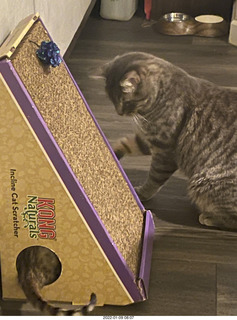 kitten Pickle and cat Potato meeting