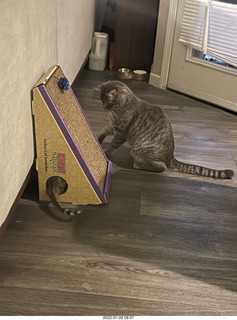 cat Potato and kitten Pickle's tail