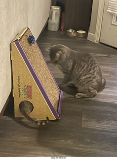 cat Potato and kitten Pickle's tail