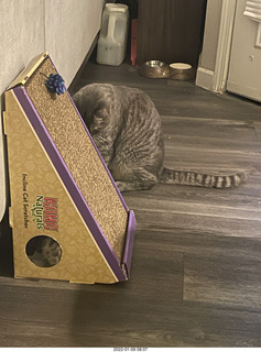 cat Potato and kitten Pickle inside