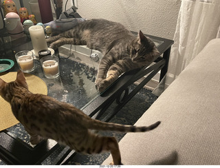 cat Potato and kitten Pickle