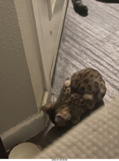 kitten Pickle
