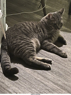 cat Potato