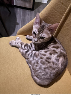 kitten Pickle