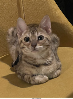 cat Potato and kitten Pickle