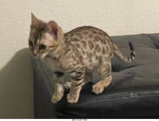kitten Pickle