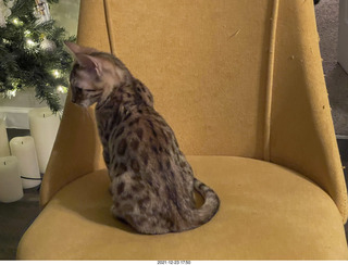 kitten Pickle