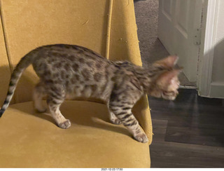 kitten Pickle
