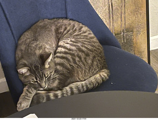 cat Potato