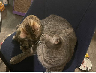 kitten Pickle