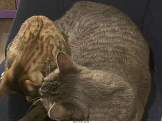 kitten Pickle
