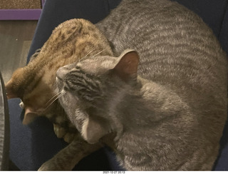 kitten Pickle