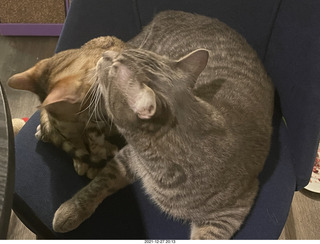 cat Potato