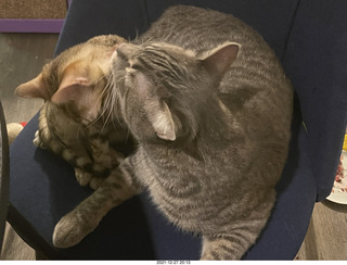 cat Potato