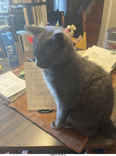 my cat Devin