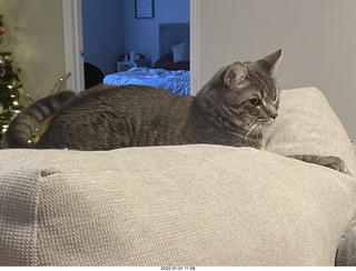 cat Potato cat Potato