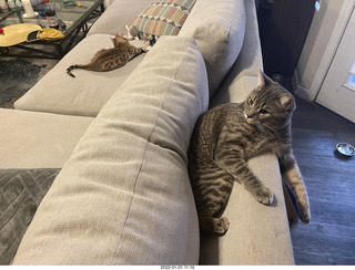 kitten Pickle and cat Potato kitten Pickle and cat Potato