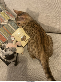 kitten Pickle kitten Pickle