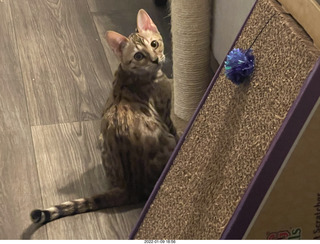 kitten Pickle