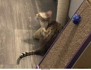 kitten Pickle