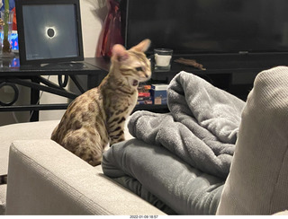 cat Potato cat Potato