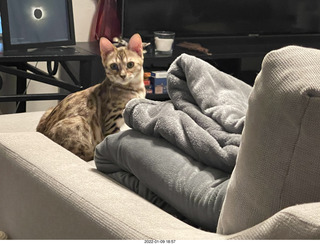 cat Potato cat Potato