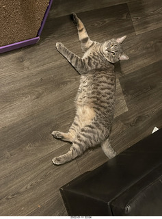cat Potato cat Potato