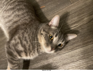 cat Potato