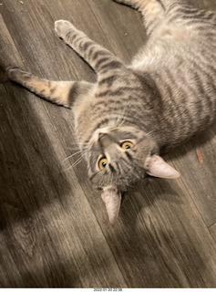 cat Pickle