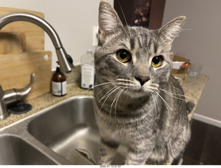 kitten Pickle and Hillsdale coffee