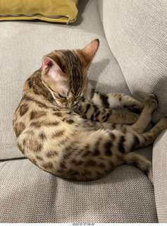 kitten Pickle
