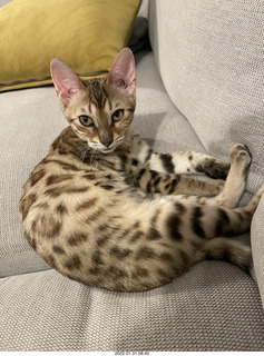 cat Potato