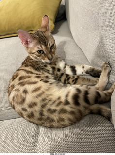 kitten Pickle