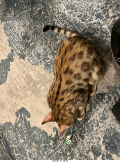 kitten Pickle