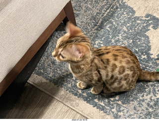 kitten Pickle