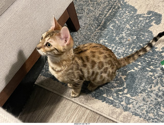 kitten Pickle