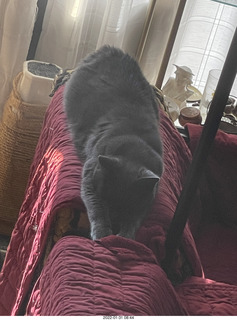 my cat Devin