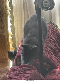 my cat Devin