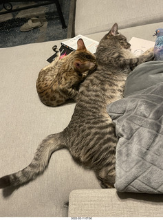 cat Potato