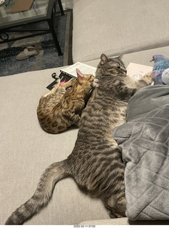 cat Potato