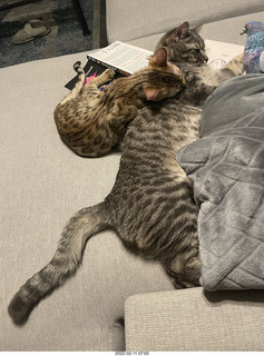 kitten Pickle