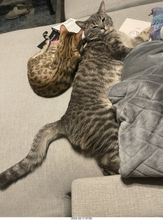 kitten Pickle