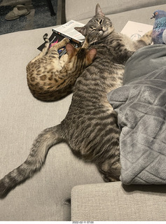 kitten Pickle