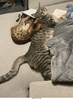 cat Potato