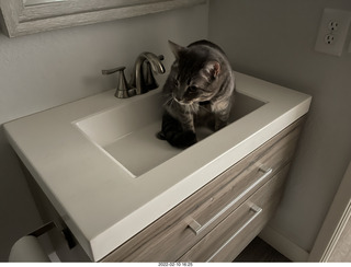 A+O house - 7027 43 Place + cat Potato in the sink