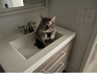 A+O house - 7027 43 Place + cat Potato in the sink