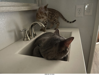 A+O house - 7027 43 Place + cat Potato in the sink + kitten Pickle