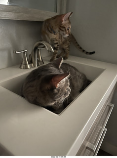 A+O house - 7027 43 Place + cat Potato in the sink + kitten Pickle
