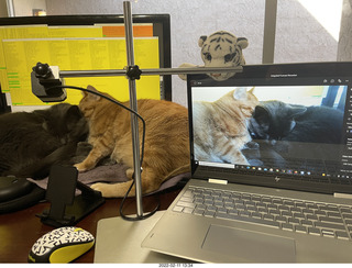 new box with Eagle 2 amplifier with cats Jane, Devin, Potato, and Max