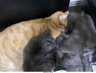 my cat Max snarling at kittens Devin and Jane